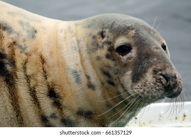 Grey Seal, Firth Of Forth, Scotland