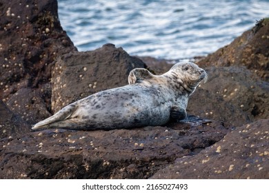 Grey Seal (Halichoerus Grypus) Lying On The Rocks, Yorkshire Coast, UK.