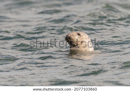 Grey seal (Halichoerus grypus) in the Moray Firth looks to the side, Scotland