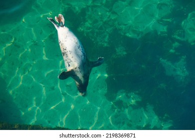 Grey Seal Halichoerus Grypus, Phocidae