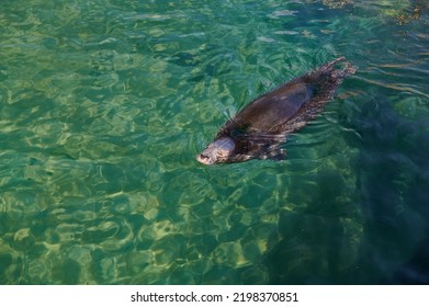 Grey Seal Halichoerus Grypus, Phocidae