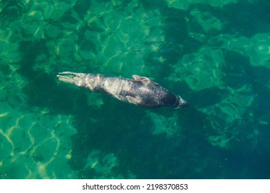 Grey Seal Halichoerus Grypus, Phocidae