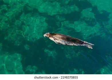 Grey Seal Halichoerus Grypus, Phocidae