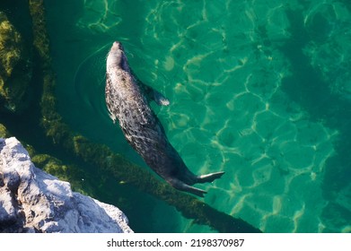 Grey Seal Halichoerus Grypus, Phocidae