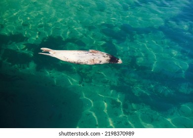 Grey Seal Halichoerus Grypus, Phocidae