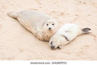 Grey seal (Halichoerus grypus) pup with its mother on a beach in winter. Horsey Gap, Norfolk, UK