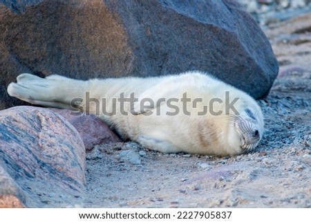 Grey seal (Halichoerus grypus) pup napping on the beach in Estonian nature