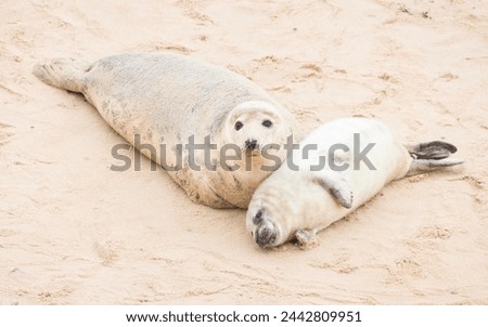 Grey seal (Halichoerus grypus) pup with its mother on a beach in winter. Horsey Gap, Norfolk, UK
