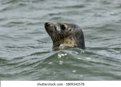 Grey Seal (Halichoerus Grypus) Swimming In The Sea With Head Above Water.