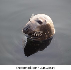 Grey Seal In The Holy Loch          