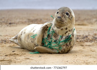 A Grey Seal at Horsey Beach in Norfolk England, tragically caught in a section of fishing net, an upsetting site that was reported to local animal welfare.