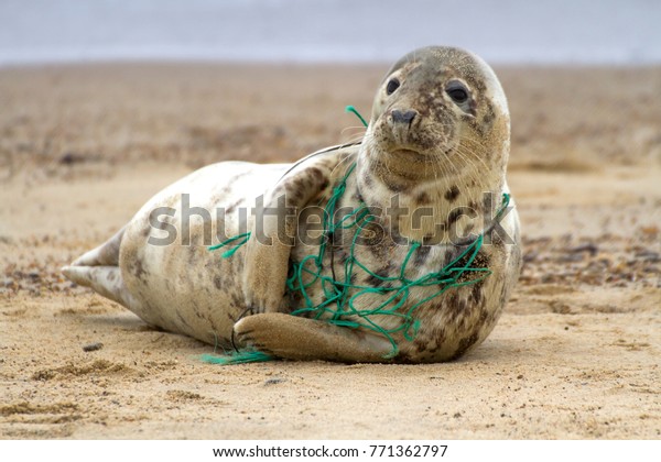 A Grey Seal at Horsey Beach in\
Norfolk England, tragically caught in a section of fishing net, an\
upsetting site that was reported to local animal\
welfare.