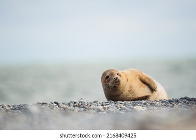 grey seal lying on pepple stone (halichoerus grypus)
