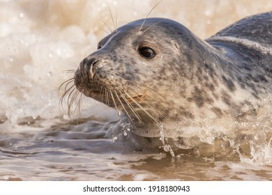 Grey Seal In The North Sea At Horsey Beach, Norfolk, UK