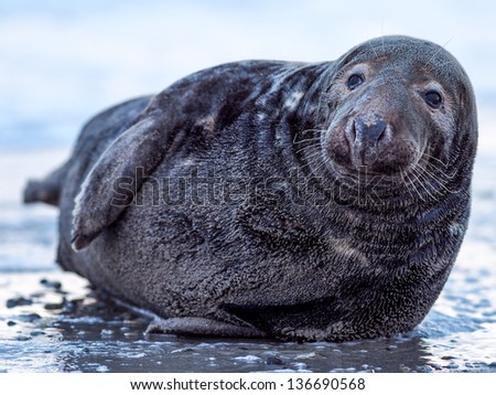 grey seal on the beach Stock foto © 