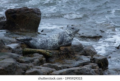 Grey Seal On Rocks On Northumberland Coast, England, UK.