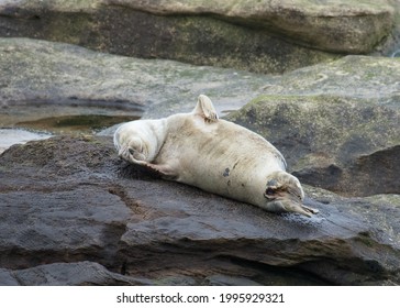 Grey Seal On Rocks On Northumberland Coast, England, UK.