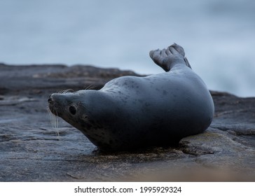 Grey Seal On Rocks On Northumberland Coast, England, UK.