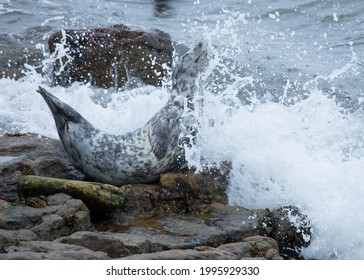 Grey Seal On Rocks On Northumberland Coast, England, UK.