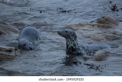 Grey Seal On Rocks On Northumberland Coast, England, UK.