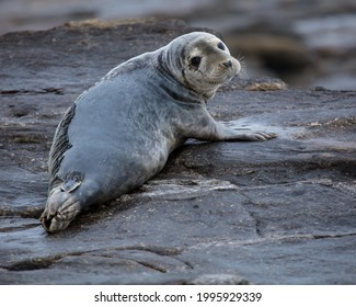 Grey Seal On Rocks On Northumberland Coast, England, UK.