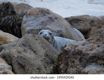 Grey Seal On Rocks On Northumberland Coast, England, UK.