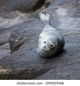 Grey Seal On Rocks On Northumberland Coast, England, UK.