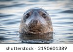 Grey seal on Scottish coast with sparling eyes watching everything