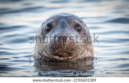 Grey seal on Scottish coast with sparling eyes watching everything