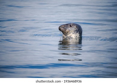 A Grey Seal Poking Its Head Out Of A Blue Sea