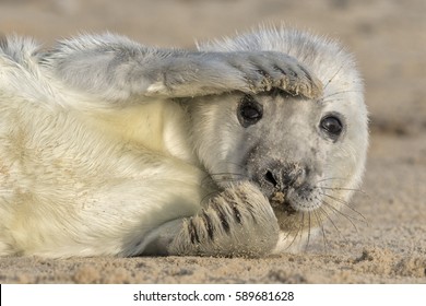 Grey Seal Pup