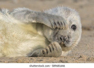 Grey Seal Pup