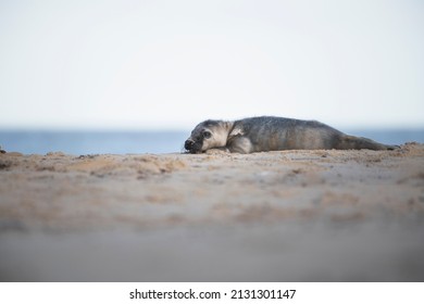 Grey Seal Pup Alone On The Beach At Winterton In Norfolk, UK