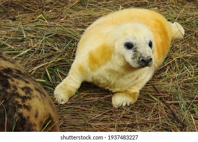 Grey Seal Pup At Donna Nook