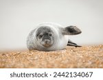Grey seal pup (Halichoerus grypus) waving its flipper on a beach in winter, Norfolk coast, UK