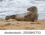 Grey seal pup, Halichoerus grypus, resting on sand beach, UK. Image taken at distance and cropped