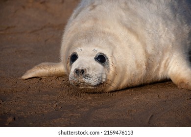 Grey Seal Pup Lying On The Sand Waiting For Its Mom To Return, Donna Nook, UK