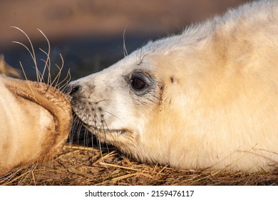 Grey Seal Pup Lying On The Sand Waiting For Its Mom To Return, Donna Nook, UK