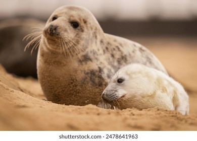 A Grey Seal pup with its mum on the beach in Norfolk, UK. - Powered by Shutterstock