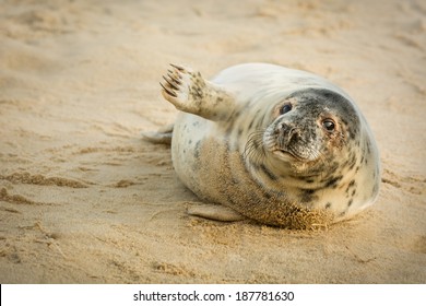 A grey seal pup on a sandy beach, apparently saying hello.