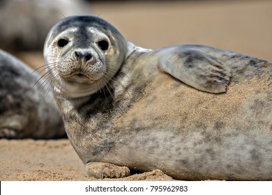 Grey Seal Pups On Norfolk Beach