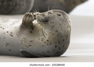 A Grey Seal Scratch On His Nose, At The Beach Of Helgoland