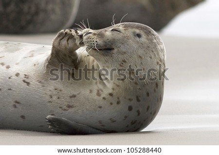 a grey seal scratch on his nose, at the beach of Helgoland Stock foto © 