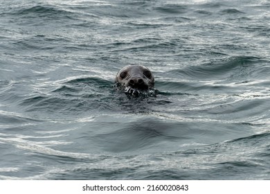 Grey Seal In The Sea At Coquet Island, Northumberland, UK