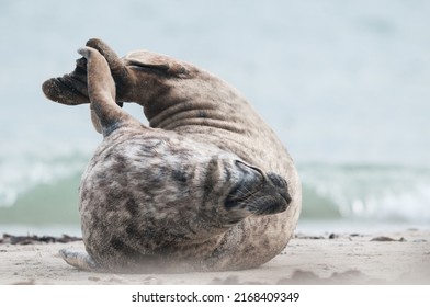 a grey seal is stretching on the beach (Halichoerus grypus)