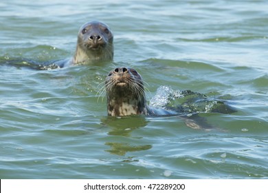 Grey Seal Swimming