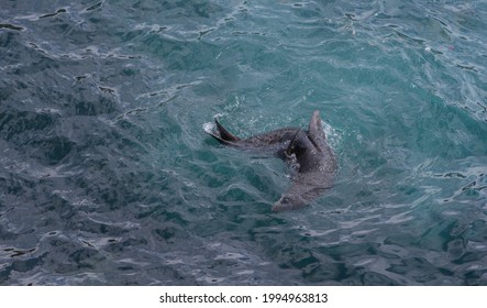 Grey Seal Swimming In Circles 