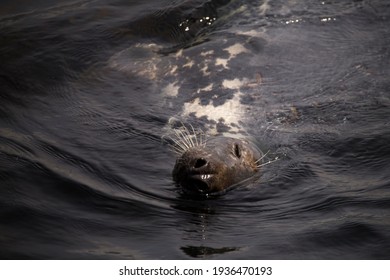 A Grey Seal Swimming On Its Side