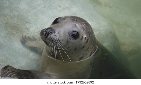 Grey Seal Swimming In Sanctuary