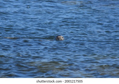 Grey Seal Swimming In The Sea